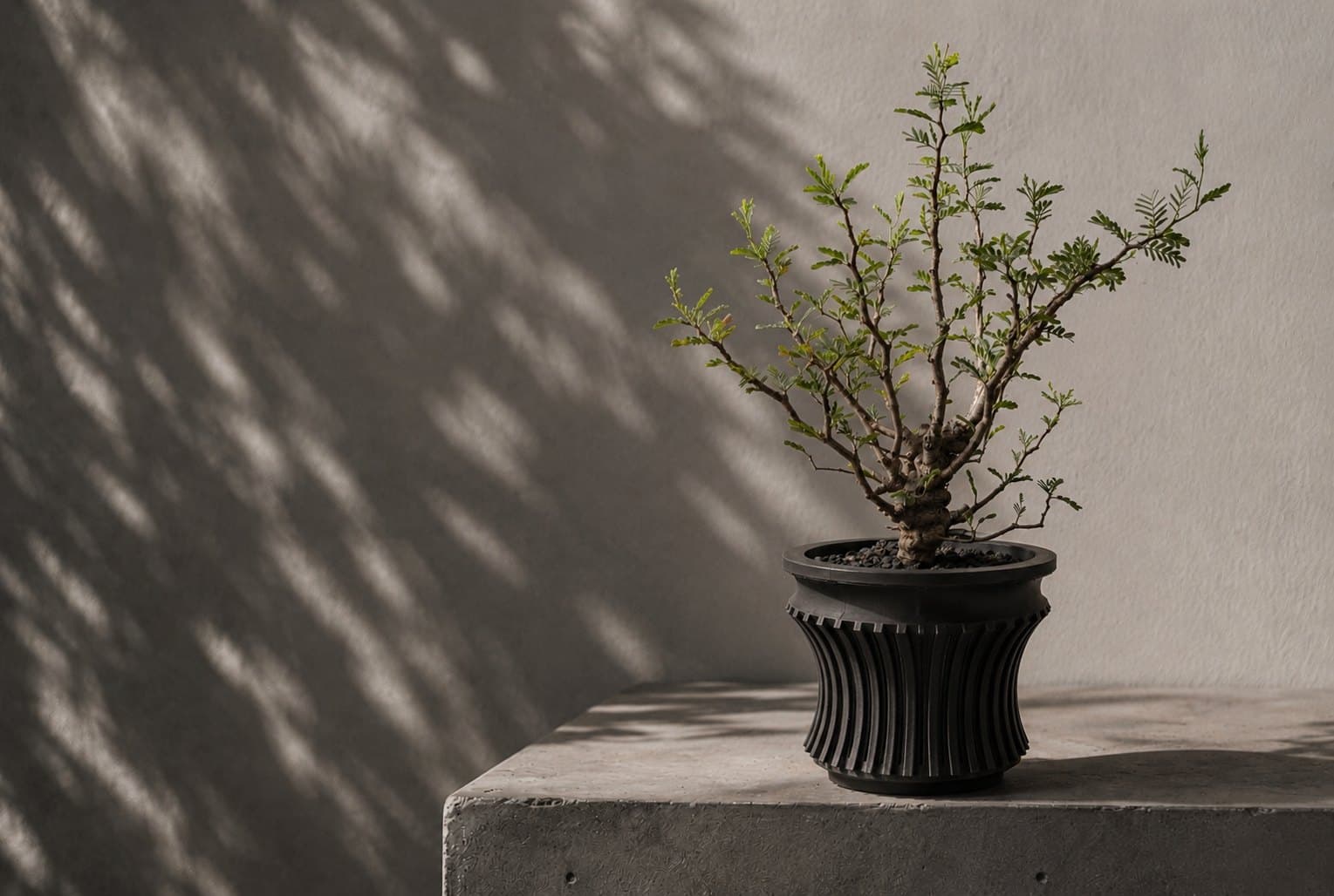 3Dプリント鉢と植物、コンクリート台に木漏れ日