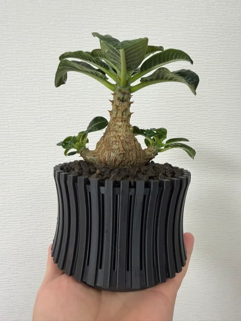 パキポディウム・ウィンゾリー