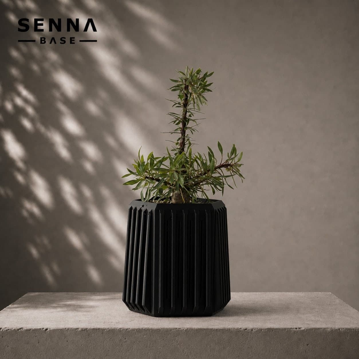 PLANTS 002