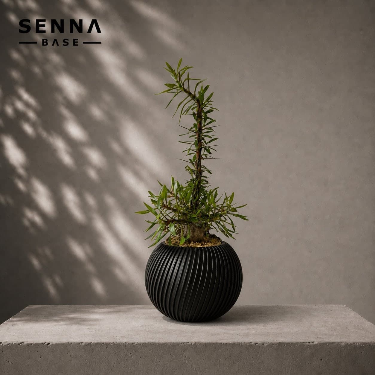 PLANTS 004