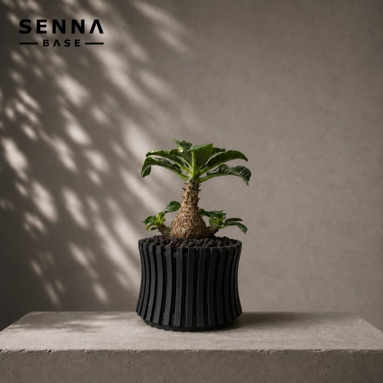 PLANTS 003